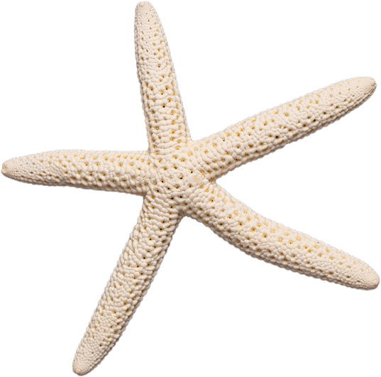 White Starfish Cutout 
